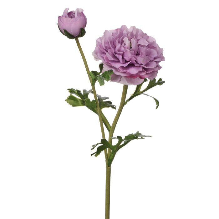 19" Just Cut Clooney Ranunculus +Bud