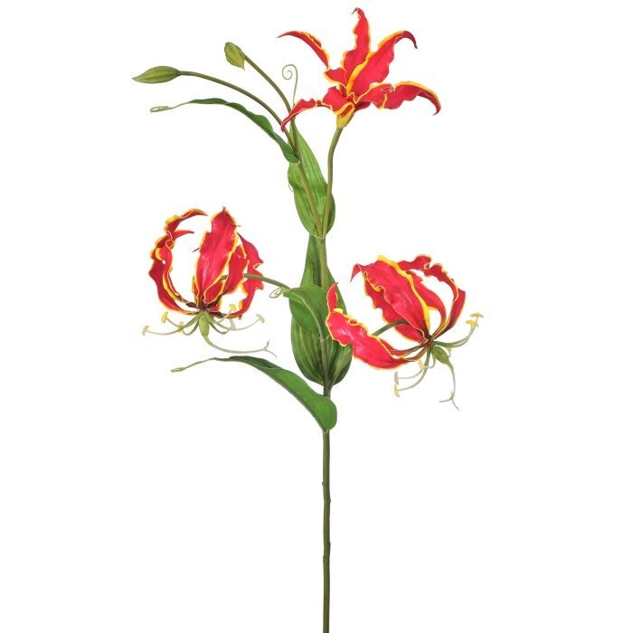 Gloriosa Lily X3 +2Bud 30"