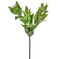 Triple Israeli Ruscus Spray 20