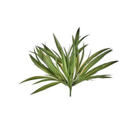 Pl. Vanilla Grass Bush X7 15