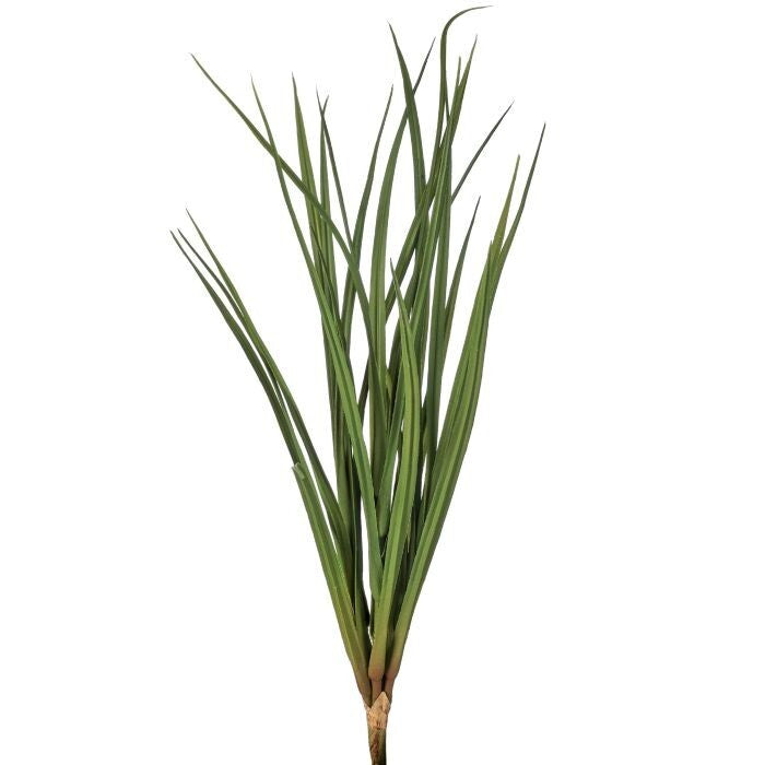 Pl. Fountain Grass Bush X5 23"