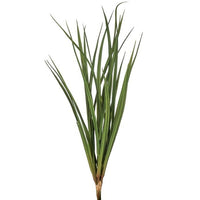 Pl. Fountain Grass Bush X5 23