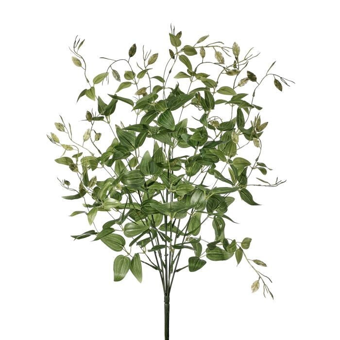 Pu. Nat Tch Upright Tradescantia Bush 24"