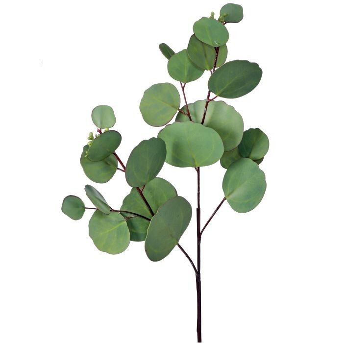 Nat Tch Pu Silver Dollar Eucalyptus Pick 19"