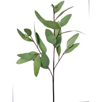 Nat Tch Pu Long Leaf Eucalyptus Pick 19