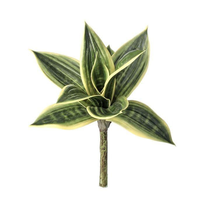 10" Pls Sansevieria Plant X9