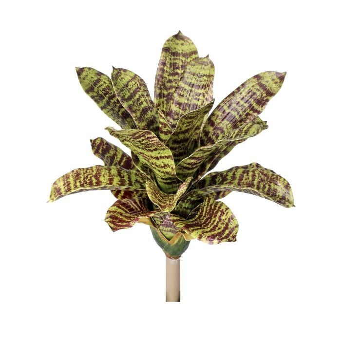 Pl.Pineapple Bromeliad Plant 15"
