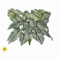 Pu Uv Treated Calladium Bush X18 18