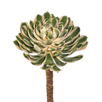 Pl. Uv Spoon Succulent Pick 10