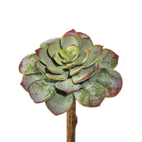 Pl. Inverted Succulent Pick 5.5