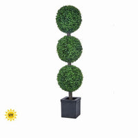 Ptd.Uv Ok Pl.American Boxwood Triple Ball 48