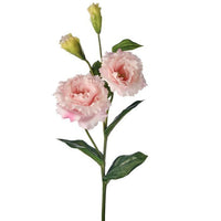 Just Cut Lisianthus X2+2 Bud 24.5