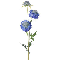 Just Cut Triple Scabiosa 30