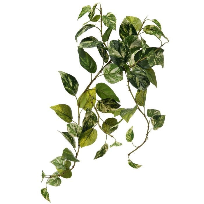 Pu Nat Tch Veranda Pothos Bush 27"