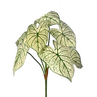 Caladium Plant X7