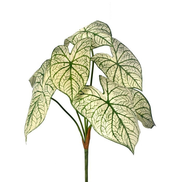 Caladium Plant X7"