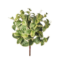Euonymus Upright Bush 18