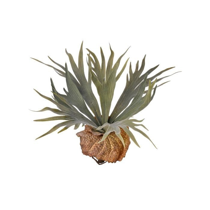 Pl. Flocked Staghorn Plant 13"