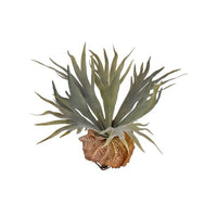 Pl. Flocked Staghorn Plant 13