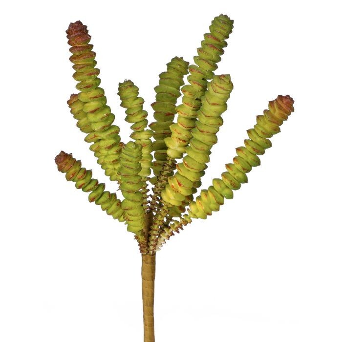 Pl. Finger Succulent X7 8"