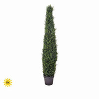 Ptd. Pl. Uv Treat Cypress Cone Topiary 48
