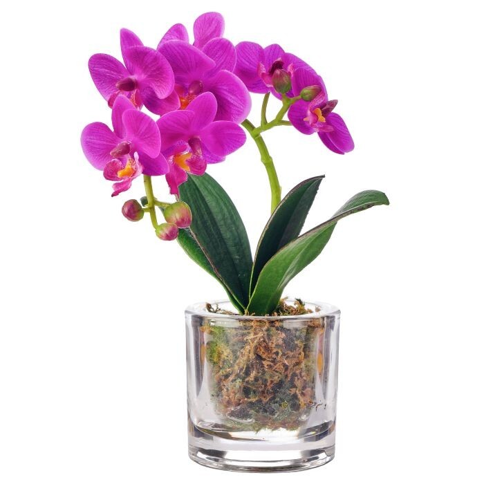 10" Phalaenopsis In Illusion