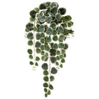 Hanging Frosted Creeping Charlie Bush 23