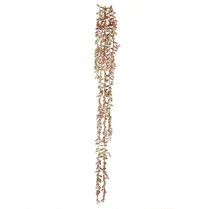 Pl. Nat.Tch. Succulent Seed Vine X5 35"