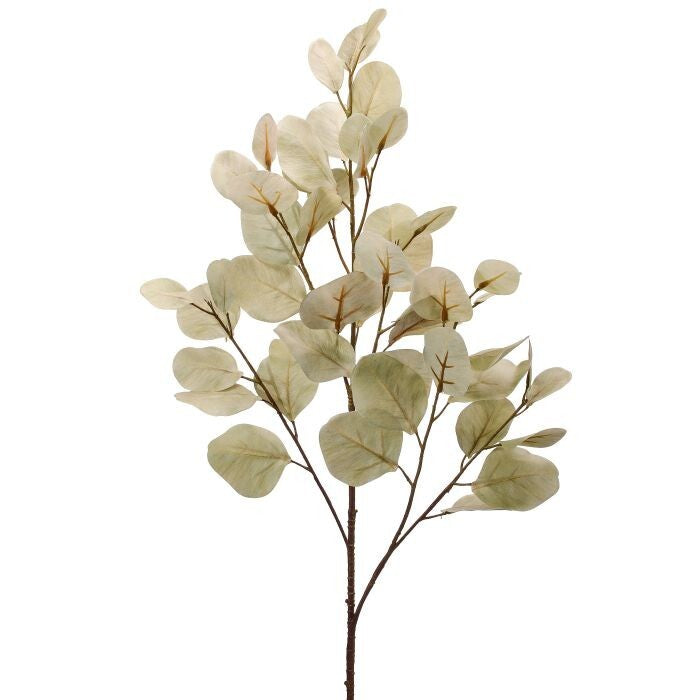 Bleached Silver Dollar Eucalyptus Spr 34"