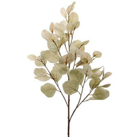 Bleached Silver Dollar Eucalyptus Spr 34