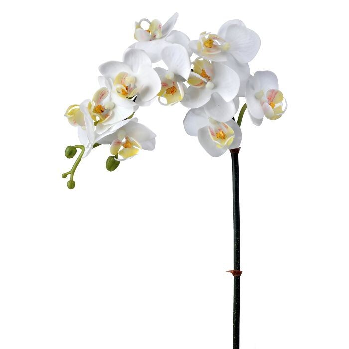 24" Just Cut Mini Phalaenopsis X10