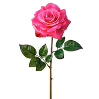 Just Cut Open Garden Rose 27