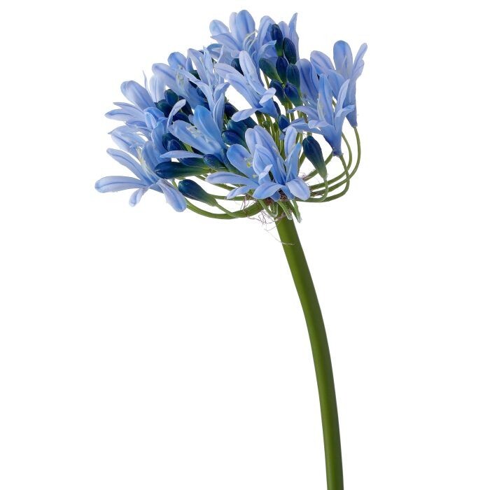Just Cut Agapanthus 27"