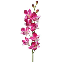 Just Cut Dendrobium 27