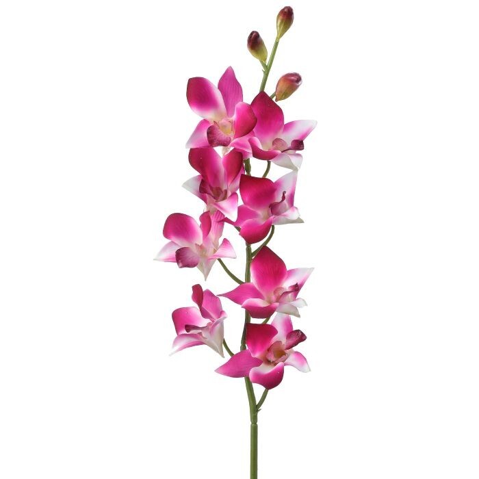Just Cut Dendrobium 27"