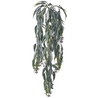 Pl. Seeded Eucalyptus Vine X4 29