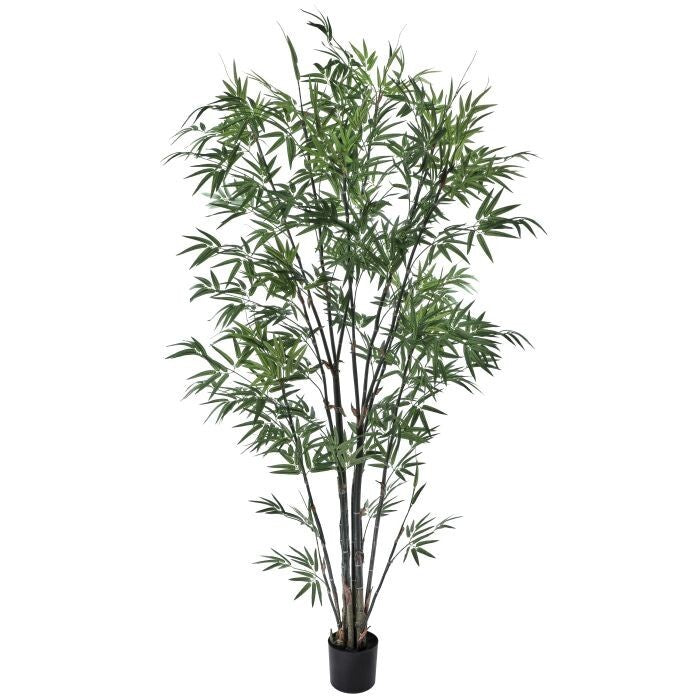 Ptd. Zen Bamboo Tree X1501 7' Kd