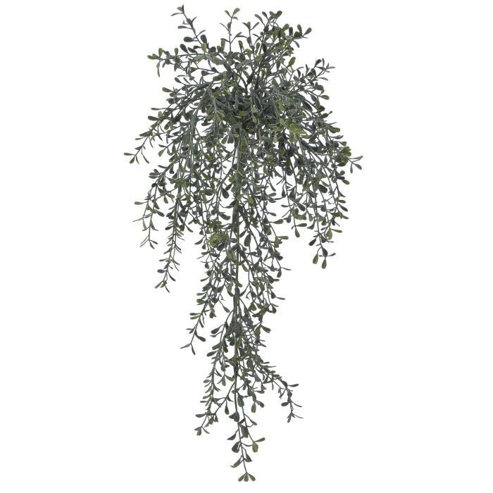 Pl. Hanging Tealeaf Bush 22"