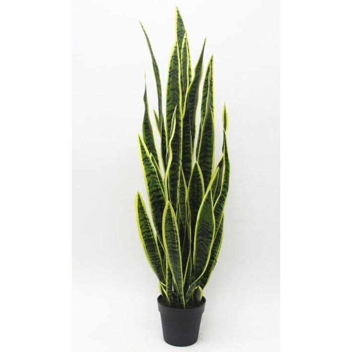 52.5" Ptd. Sansevieria Trifasciata