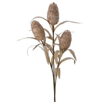 Foam Cone Protea X3 39