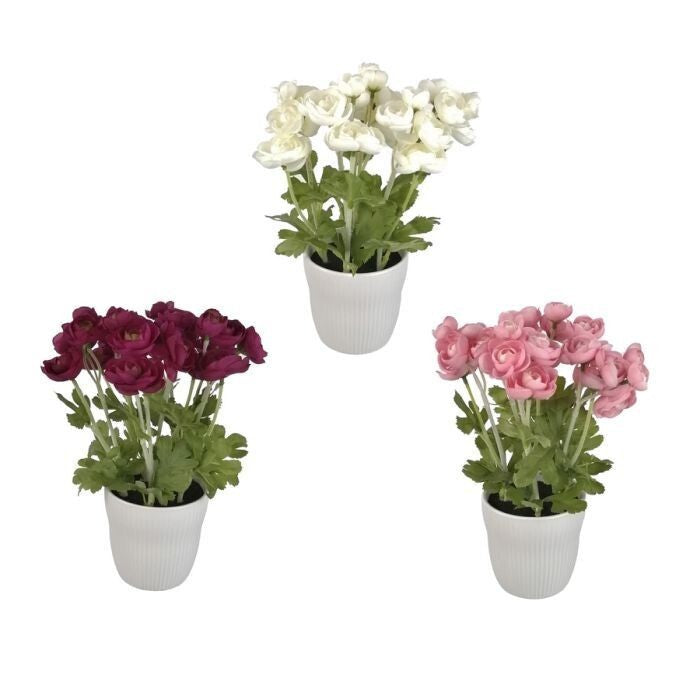 Ptd. Ranunculus Plant In Ceramic 11" 3As