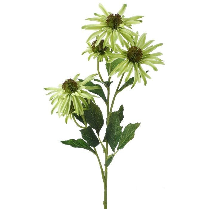 Echinacea X3 +2 Buds 29"