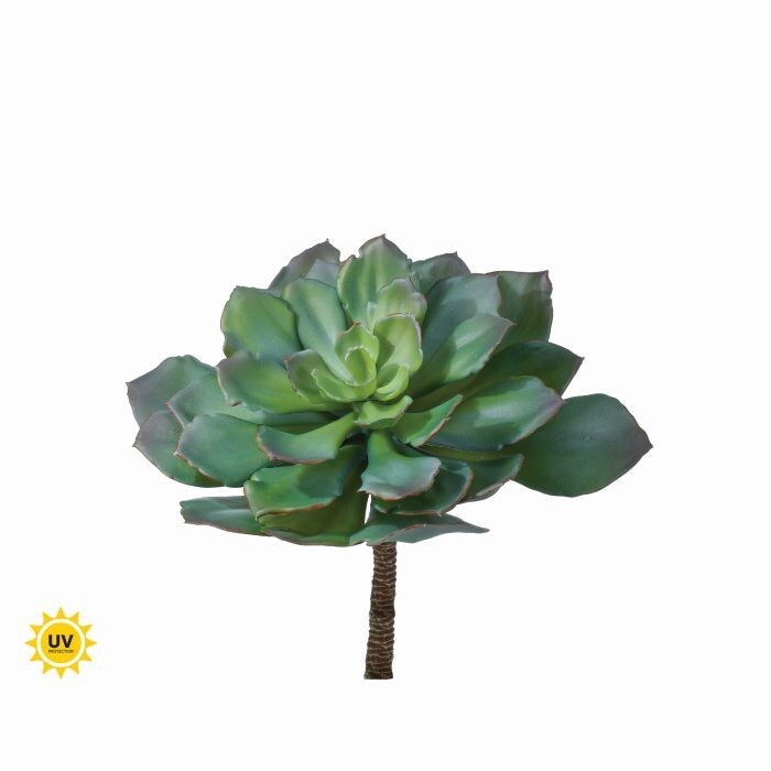Pl. Uv Arrowhead Succulent 11"