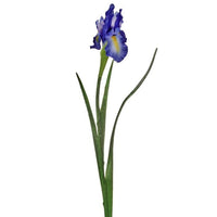 Dutch Iris 25