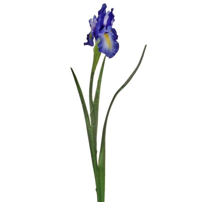 Dutch Iris 25"