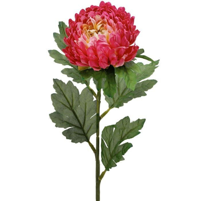 Beauty Aster Stem 22.5"