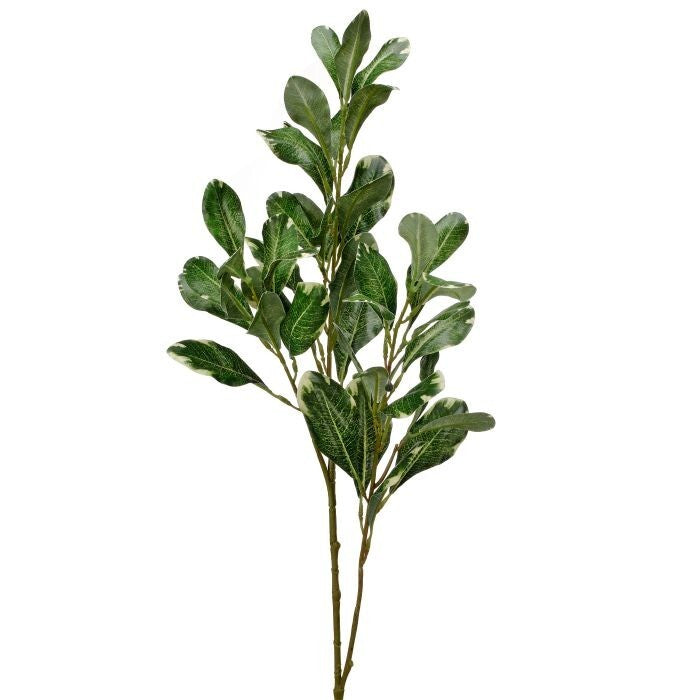 Pittosporum Spray X3 30"