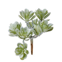 Pl. Creeping Succulent Cluster Pick 5