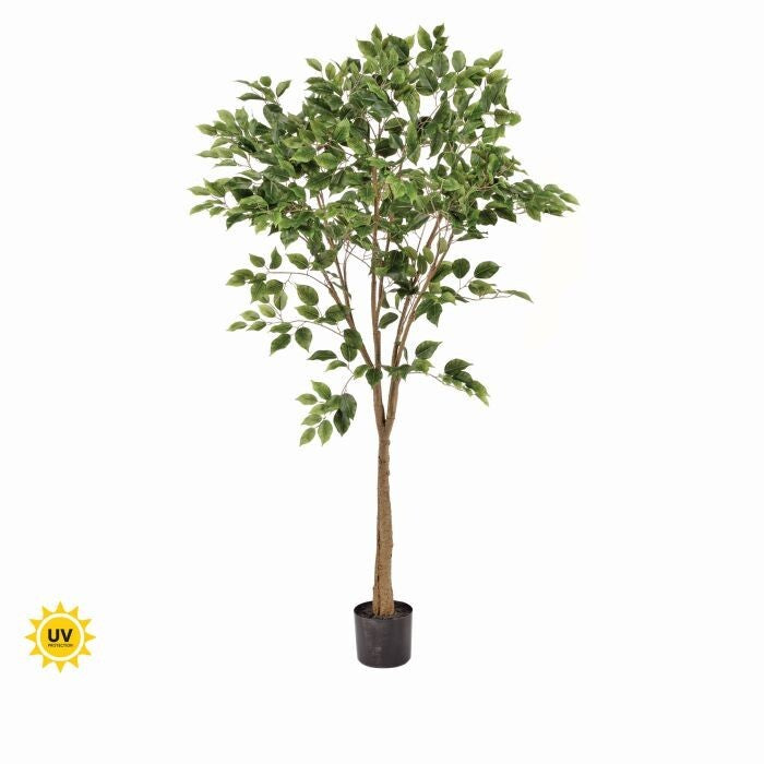 Ptd Uv Treat Ficus Tree X690 5'
