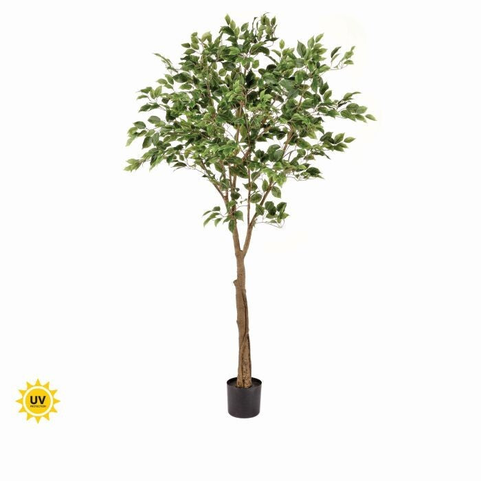 Ptd Uv Treat Ficus Tree X915 6' Kd